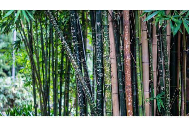 竹を育てる上で必要な２つの作業